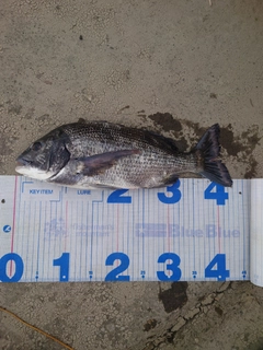 クロダイの釣果