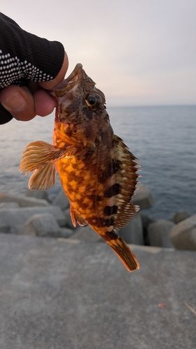 カサゴの釣果