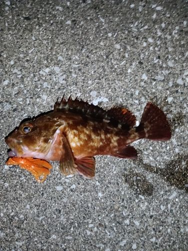 カサゴの釣果