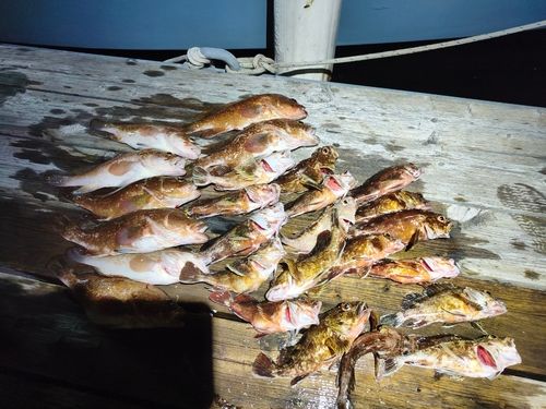 アコウの釣果
