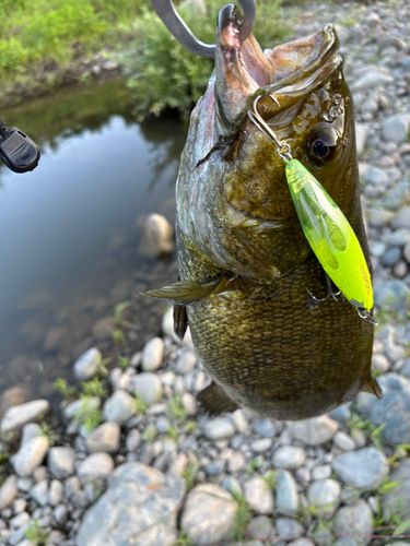 スモールマウスバスの釣果