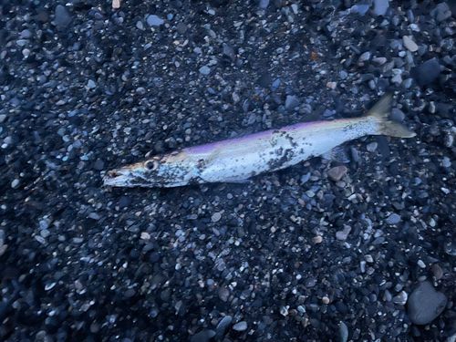 アカカマスの釣果