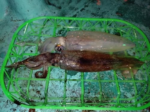 ケンサキイカの釣果