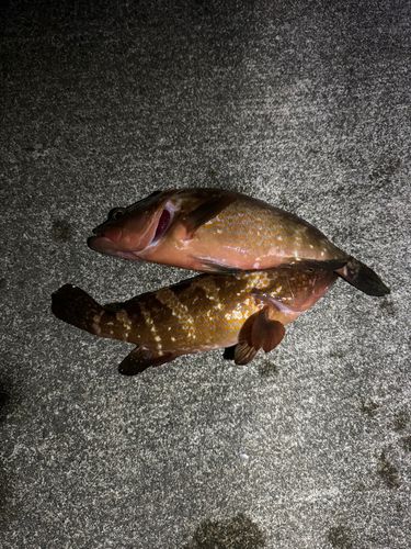 キジハタの釣果