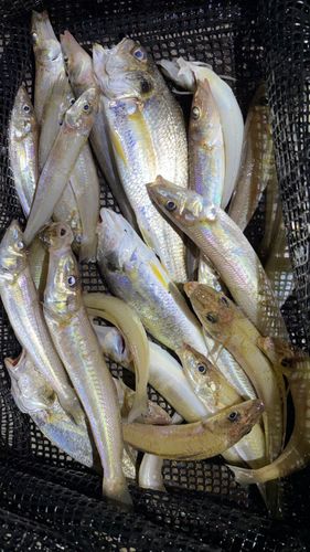 キスの釣果