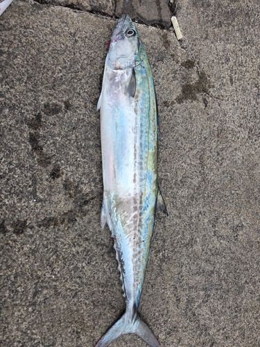 サゴシの釣果