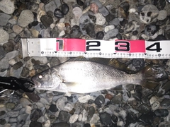 ニベの釣果