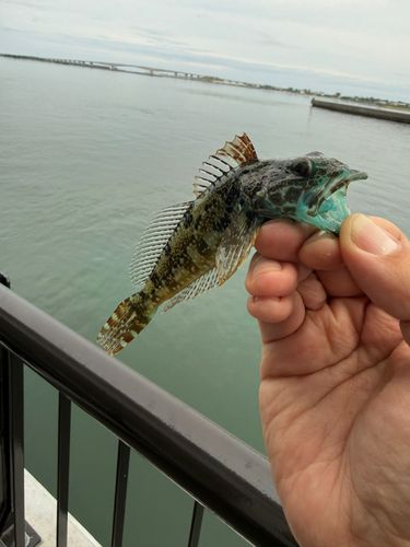 アナハゼの釣果