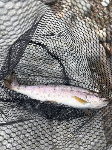 ヤマメの釣果