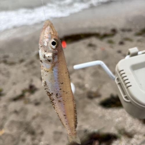 シロギスの釣果