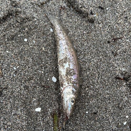 シロギスの釣果