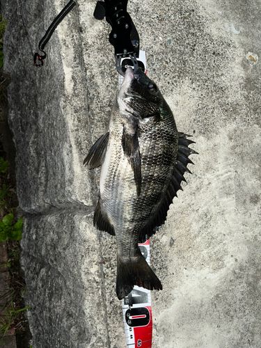 チヌの釣果