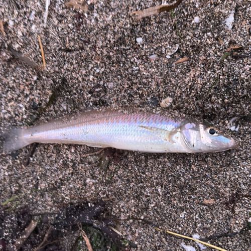 シロギスの釣果