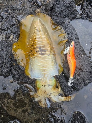 アオリイカの釣果