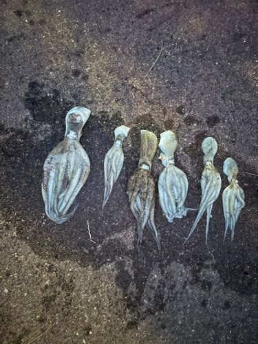 タコの釣果