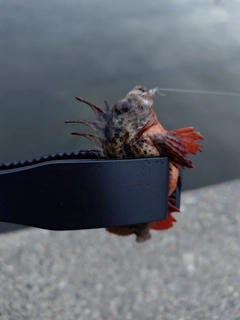 ハオコゼの釣果