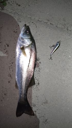 シーバスの釣果