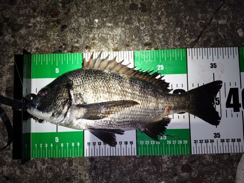 クロダイの釣果