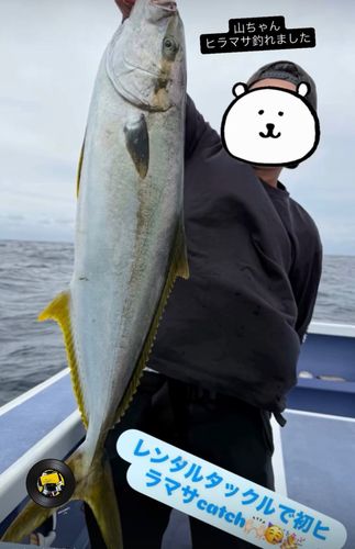 ヒラマサの釣果
