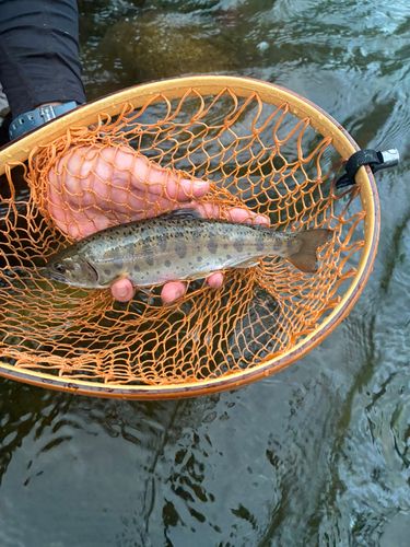 ヤマメの釣果