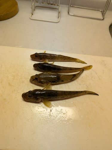 ハゼの釣果