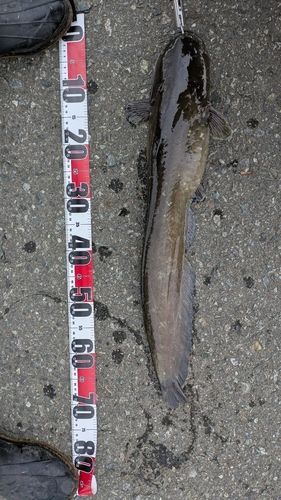 ナマズの釣果