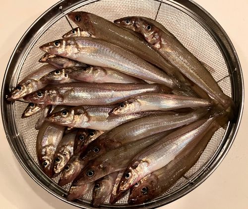 シロギスの釣果