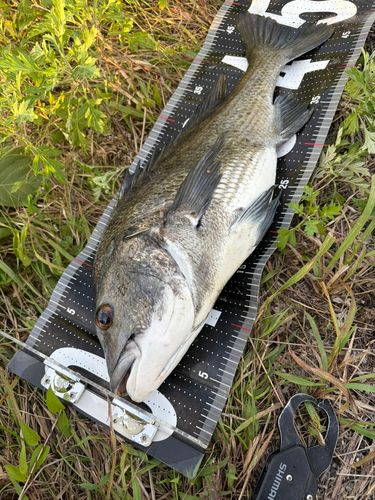 チヌの釣果