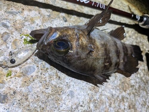 メバルの釣果
