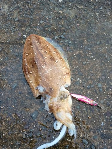 モンゴウイカの釣果