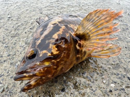 タケノコメバルの釣果
