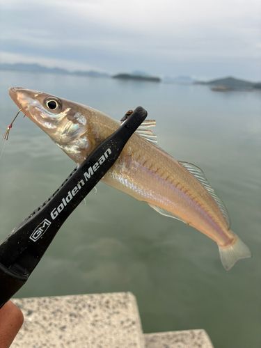 キスの釣果