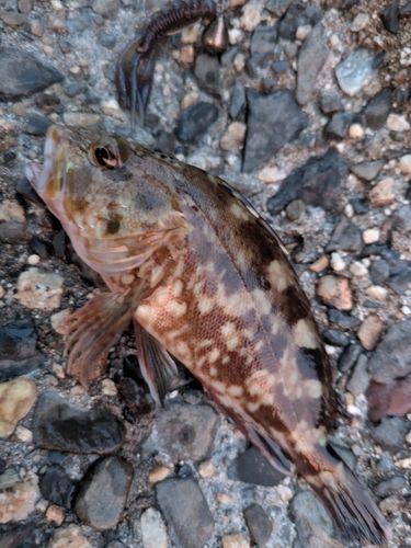 カサゴの釣果