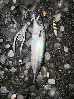 サバの釣果