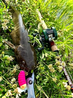 ナマズの釣果