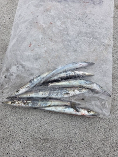 カマスの釣果