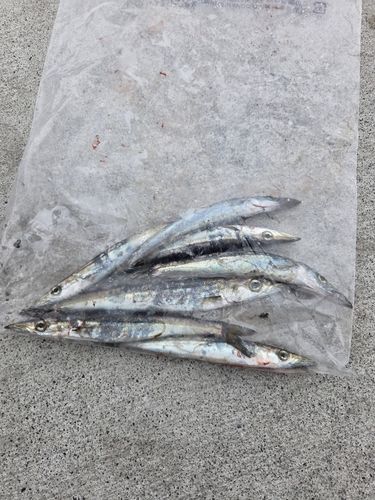 カマスの釣果