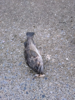 クロソイの釣果
