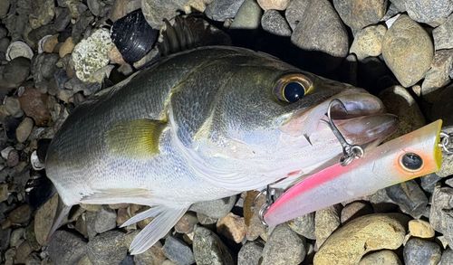 セイゴ（マルスズキ）の釣果