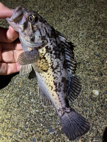 ソイの釣果