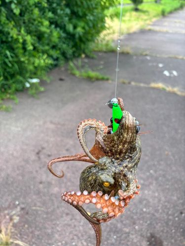 マダコの釣果