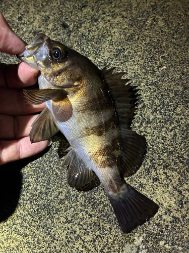 メバルの釣果