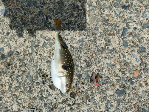 クサフグの釣果