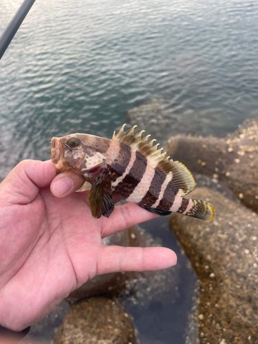 アオハタの釣果