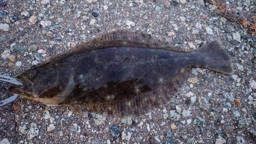ヒラメの釣果
