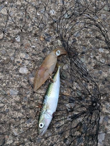 ヒイカの釣果