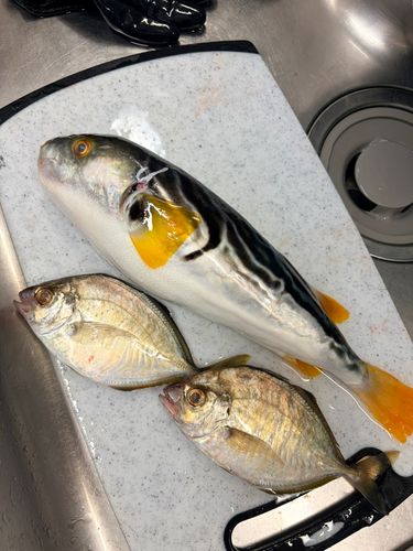 シマフグの釣果