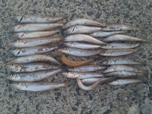 キスの釣果