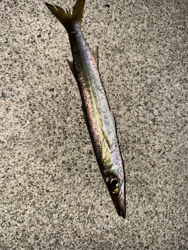 カマスの釣果