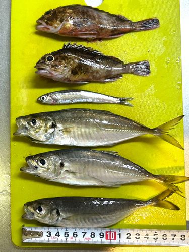 アジの釣果